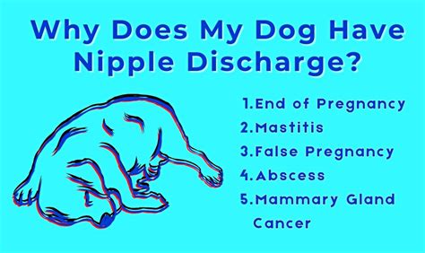 5 Potential Causes of Nipple Discharge in Dogs